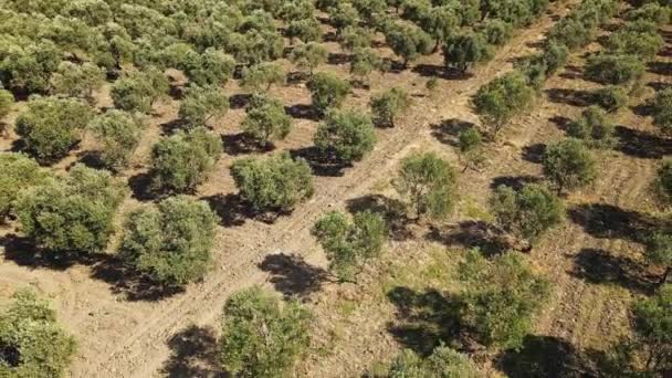 Olive Tree Plantation Farm Production Olive Oil Europe Vista Aérea — Vídeo de stock