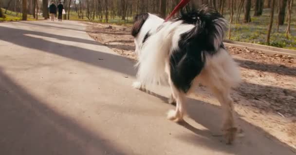 Japoński Pies Chin Parku Publicznym Outdoor Strzał Bliska — Wideo stockowe