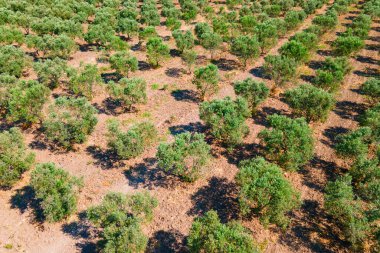 Genç zeytin ağaçları tarlalarda yetişiyor, hava manzaralı.