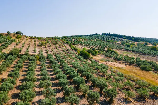 トルコのエキストラバージンオリーブオイルの生産のためのオリーブの栽培 エアリアルビュー ストック画像