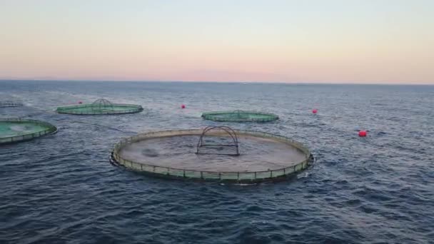 Commercial Aquaculture Fish Cage Farming Open Sea Aerial Close View — Stock Video