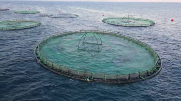 Aquaculture Farming Fish Growing Cages Calm Deep Water Aerial Close — Stock Video