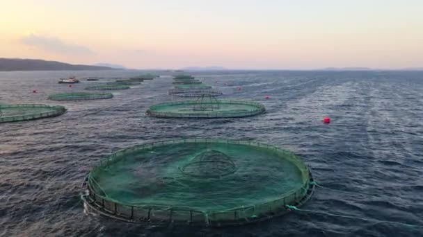 在平静的深水中成长笼中的大的海底和海鲱鱼养殖单位的空中无人驾驶视频 — 图库视频影像