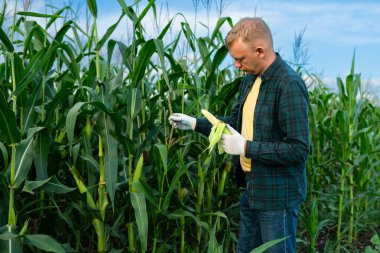 Erkek çiftçi mısır tarlasını inceler, mısır bitkisi sağlığı ve mahsul kalitesini kontrol eder.