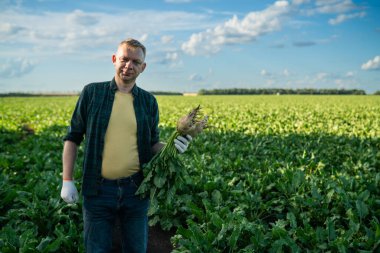 Genç çiftçi elinde büyük olgun bir şeker pancarı kökü, şeker pancarı tohumu.