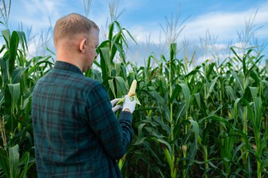 Çiftçi adam mısır tarlasını kontrol ediyor, mısır tarlasında çalışıyor mısır yetiştiriyor, mısır yetiştiriyor, zengin mısır ekiyor.