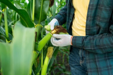 Erkek çiftçi mısır tarlasını inceler, mısır bitkisi sağlığı ve mahsul kalitesini kontrol eder.