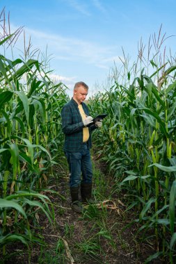 Mısır tarlasında çiftçi adam, mısır yetiştiren bitkiler, zengin mısır hasadı. Çiftlikte çalışmak, hasat etmek, çiftçilik yapmak.