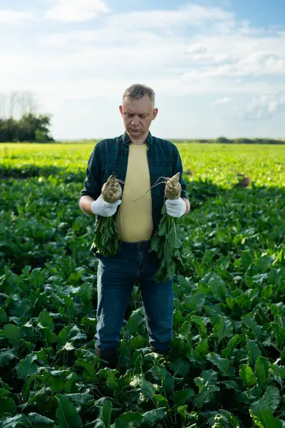 Tarladaki erkek çiftçi büyük, olgun bir şeker pancarı tutuyor. Tarlada çalışan tarımcı şeker pancarını inceler