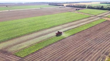 Birleşim hasatçısının hava görüntüsü tarlada şeker pancarı hasat ediyor