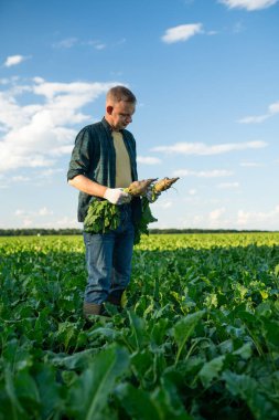 Tarladaki erkek çiftçi olgun şeker pancarını tutuyor. Şeker pancarı ekimi. Agronomist şeker pancarını teftiş ediyor