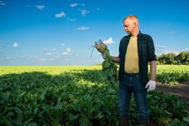 Şeker pancarı tarlasında çalışan çiftçi adam. Büyüyen bitkiler, zengin ekinler. Çiftlikte çalışmak, hasat etmek, çiftçilik yapmak.