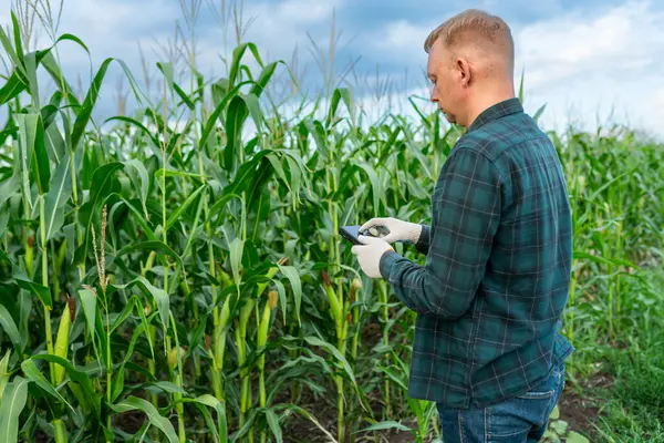 Erkek çiftçi mısır tarlasında mısır tarlasını kontrol ediyor. Uygulama akıllı yapay zeka kullanıyor. Agronomist akıllı çiftlikte çalışıyor, mısırları yapay zekayla denetliyor.