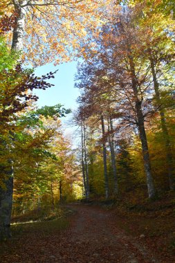 Hicking path in a beech forest in the Pyrenees