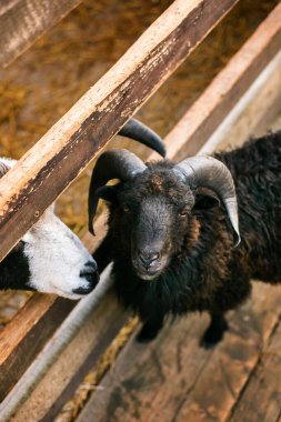 Yaz günü hayvanat bahçesinde ya da çiftlikte bir kara keçiye yakın çekim