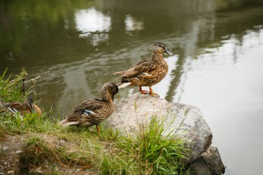 Bir çift Mallard ördeği gölün yakınındaki bir taşın üzerinde hareketsiz yatıyor. Arka taraf görüntüsü, yakın plan. Tür Anas platyrhynchos.