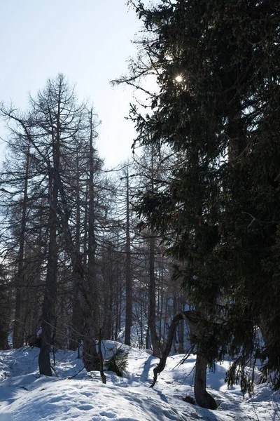 Alpenbos Een Zonnige Weide Winterseizoen — Stockfoto