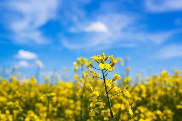 耕作農業分野における油糧種子菜種の花 — ストック写真
