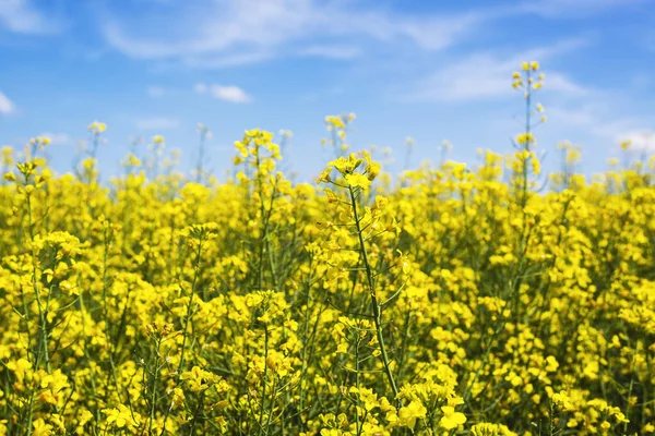 耕作農業分野における油糧種子菜種の花 — ストック写真