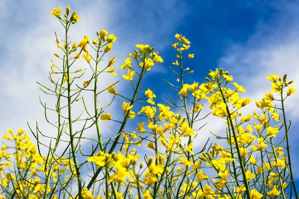 stock image Low angle view of yellow canola rapeseed flowers in field with sky and clouds in background, selective focus