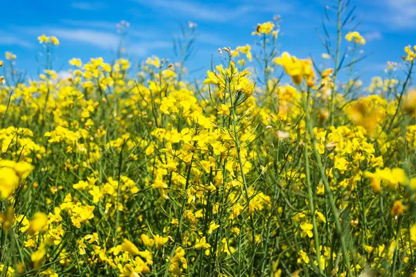 空と雲を背景にフィールド内の黄色の菜の花 選択的なフォーカス — ストック写真