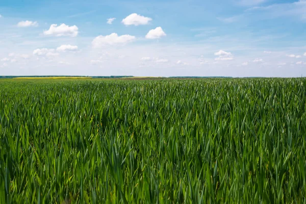 Wheat Field Nice Summer Day Landscape Agricultural Grain Crops Blue — Stock Photo, Image
