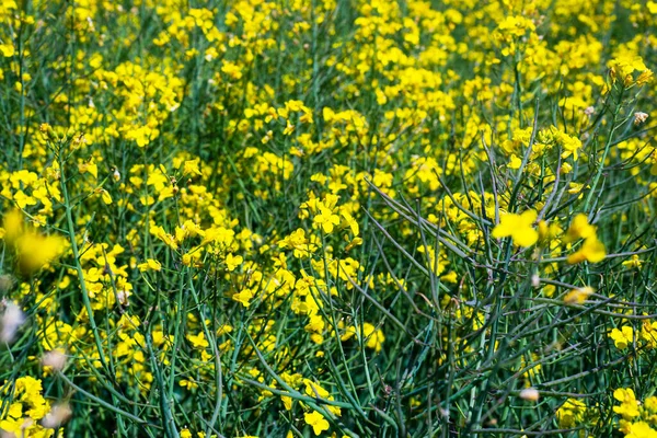 Campo Florescente Flores Colheita Colza Como Belo Fundo Primavera — Fotografia de Stock