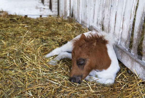 Beautiful Newborn Pony Horse Foal Sleeping Barn Selective Focus — Stock Photo, Image
