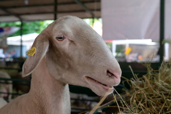 Çiftlik Ambarında Koyun Kafasının Yakın Çekimi Seçici Odaklanma Çiftlik Hayvanları — Stok fotoğraf