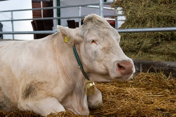 Vache Blanche Dans Une Étable Ferme Concepts Bétail Concentration Sélective — Photo