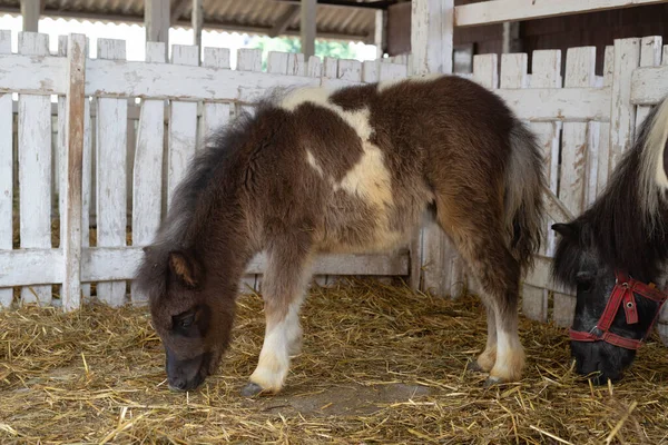 Beautiful Pony Horse Ranch Barn Selective Focus — Stock Photo, Image
