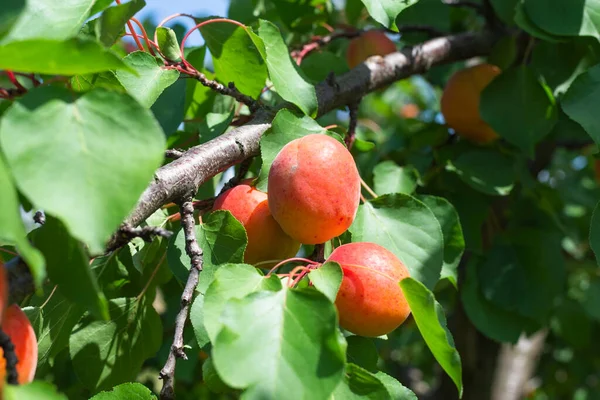 成熟杏生长在绿色的树叶间分行 — 图库照片
