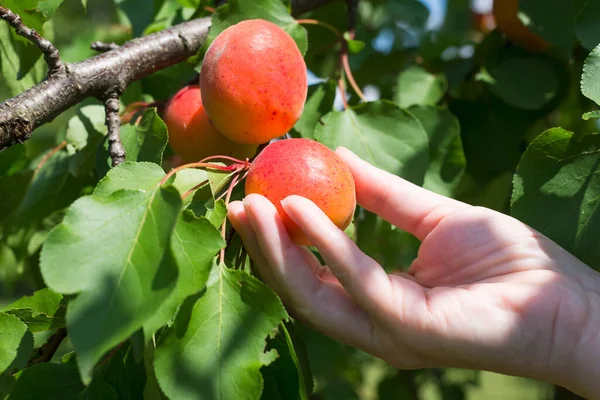 Hand Picking Ripe Apricots Orchard — Stock Photo, Image