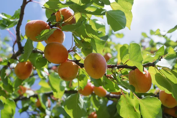 成熟杏生长在绿色的树叶间分行 图库图片