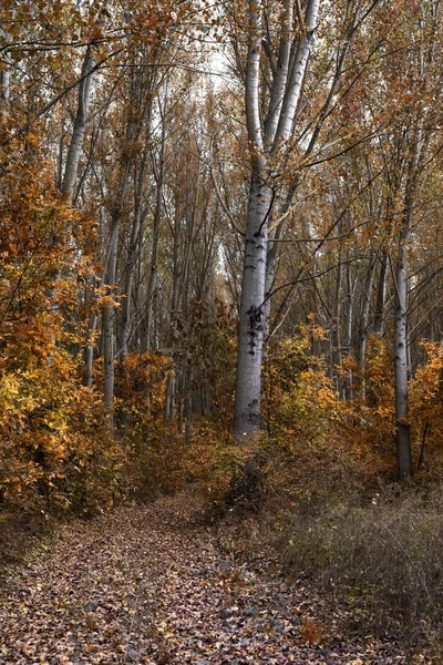 Paisagem Florestal Outono Folhagem Colorida Árvores Grama Espantosa Floresta Paisagem — Fotografia de Stock