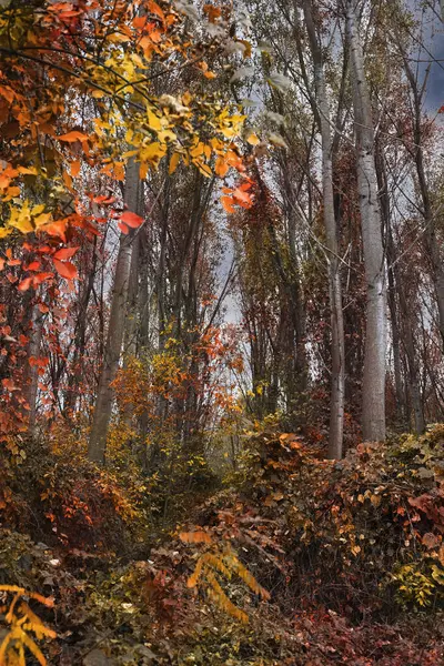 Paisagem Florestal Outono Folhagem Colorida Árvores Grama Espantosa Floresta Paisagem — Fotografia de Stock
