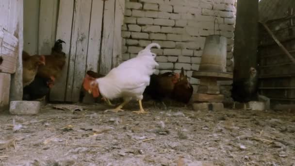 Kurczęta Wędrują Swobodnie Gospodarstwie Ekologicznym — Wideo stockowe