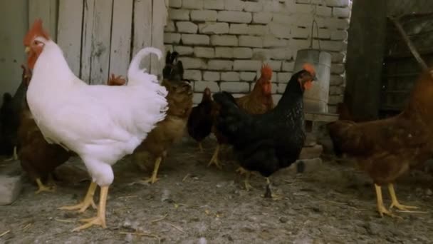 Poulets Errent Librement Dans Ferme Biologique — Video