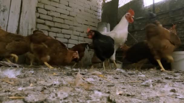 Kurczęta Wędrują Swobodnie Gospodarstwie Ekologicznym — Wideo stockowe