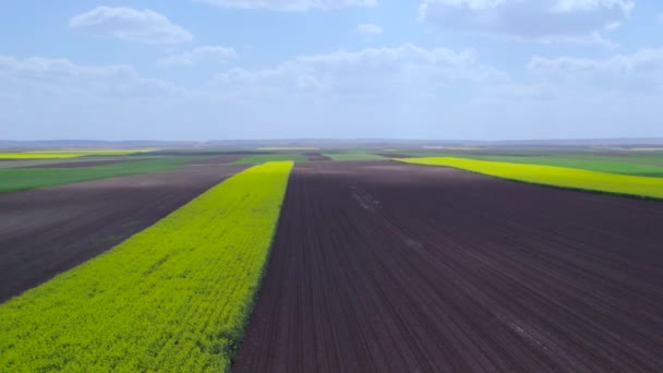 Uma Visão Drone Campo Colza Florescente — Vídeo de Stock