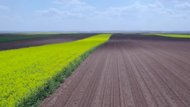 Uma Visão Drone Campo Colza Florescente — Vídeo de Stock