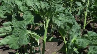 Tomurcuk sahnesinde ayçiçekleri rüzgarda sallanıyor; seçici odaklanma.