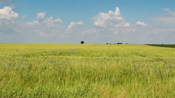 하늘에 밀밭이 펼쳐져 — 비디오