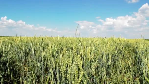 Молоді Вуха Пшениці Шипи Пшеничному Полі Гойдаються Похмурому Вітрі Проти — стокове відео