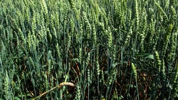 未成熟的绿色小麦 特写中的黑麦在风中飘扬 — 图库视频影像