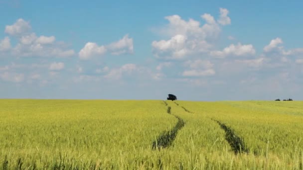 Zelené Pšeničné Pole Modré Obloze Pozadí — Stock video