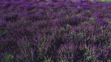 Çiçek açmış güzel, ortak adaçayı tarlasının havadan görünüşü