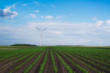 Yeşil mısır tarlasında elektrik üretimi için bir grup yel değirmeni.