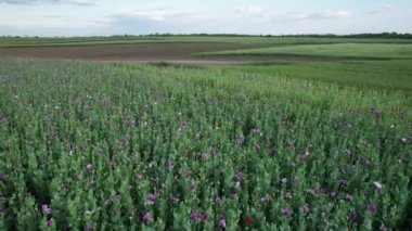 Bir tarladaki mor gelincik çiçeklerinin havadan görünüşü (Papaver somniferum)