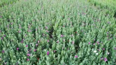 Bir tarladaki mor gelincik çiçeklerinin havadan görünüşü (Papaver somniferum)